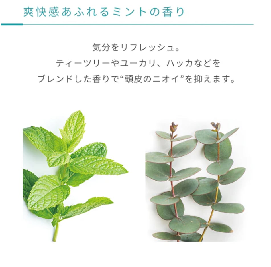 S&TスキャルプEスクラブ（シュガーケーン＆ティーツリー）