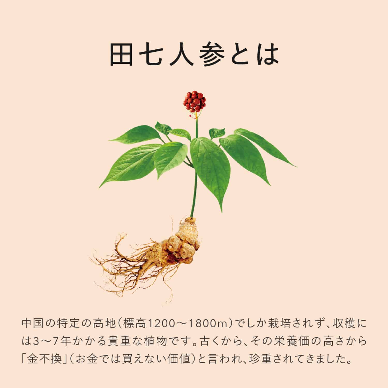 有機 田七人参 240粒