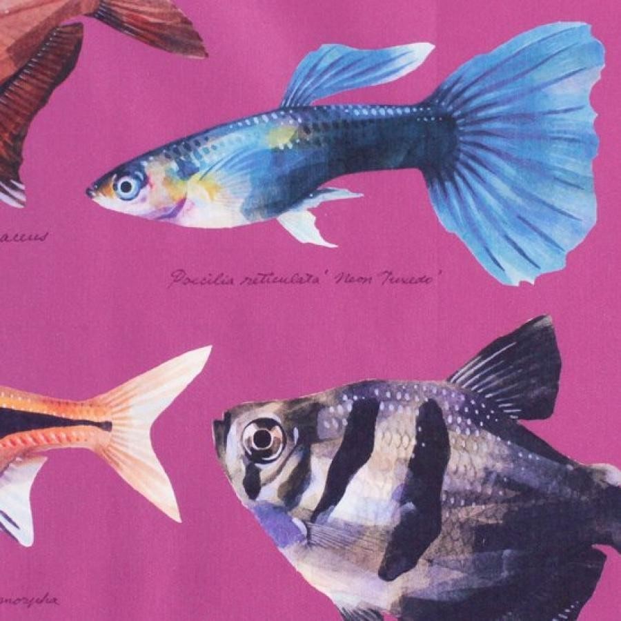 オールドファッションな熱帯魚たち