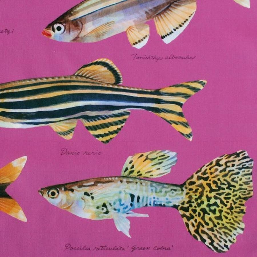 オールドファッションな熱帯魚たち